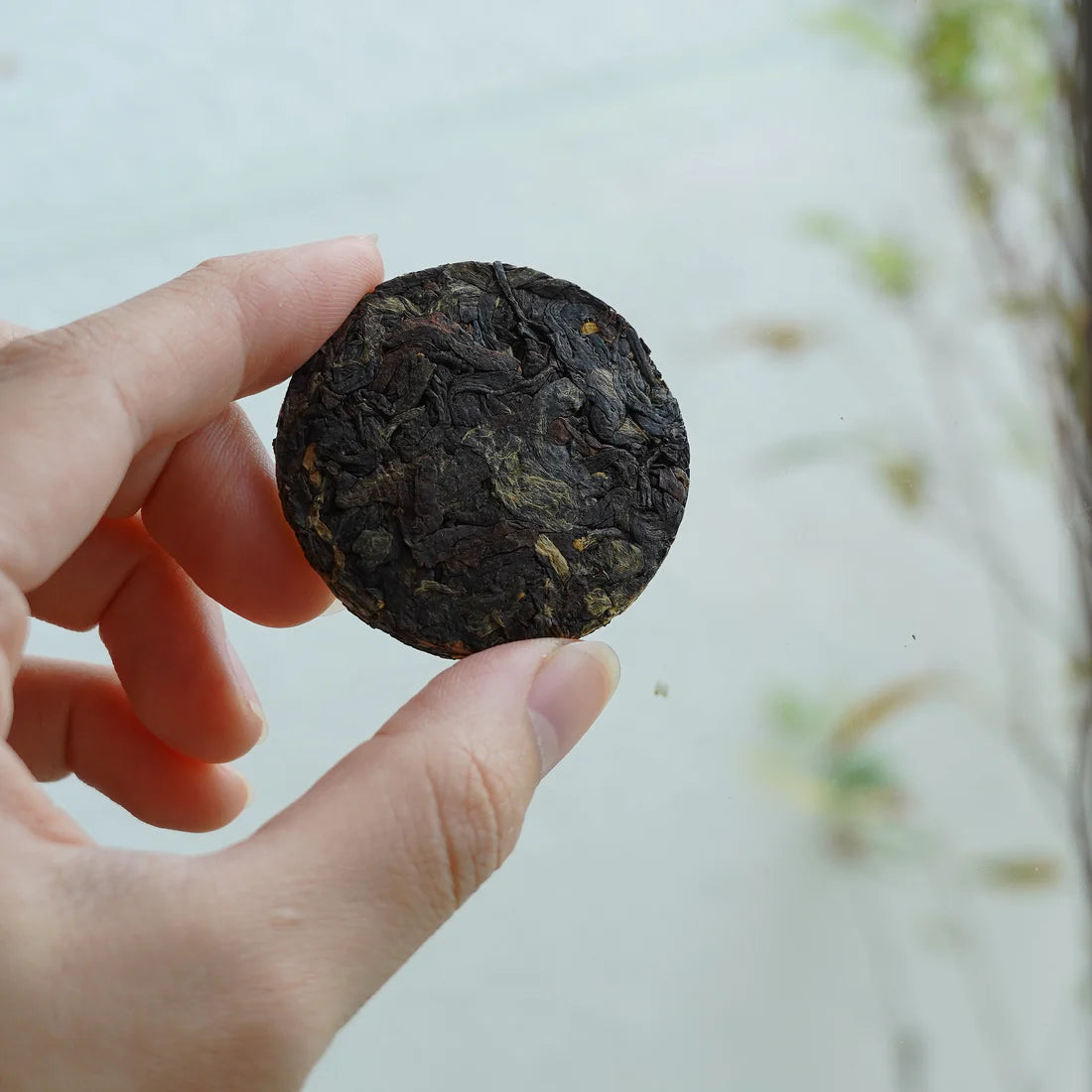 2023年紅茶小茶餅Puer Black Tea