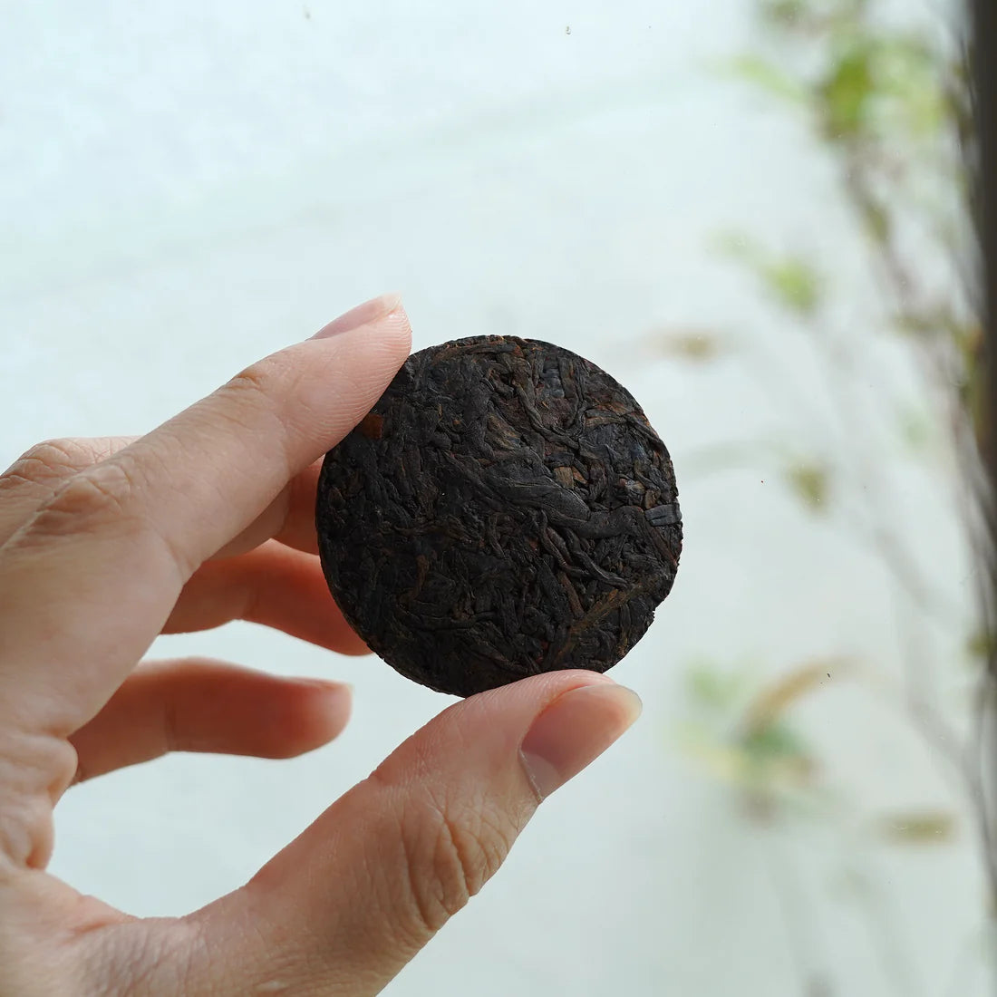 2015年熟茶小茶餅Puer Ripe Tea